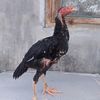 johanfarm0