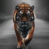 king.of.fight27