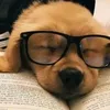 doggy.edits7