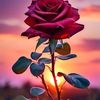 ayesha.chouhdary3