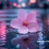 jamila.islam79