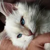 aramis_the_siberian