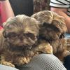 otis.leo8