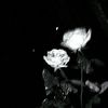 s.qtrwsh4x