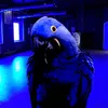 jerry_the_macaw