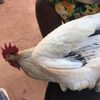 abdala.sumail6