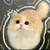 khi.no.1kfollower
