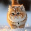 ges9ashecxhe