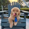 tuckerthegolden