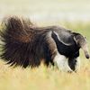 Anteater Family