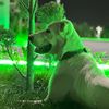 balu__