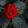 norsaifnorsaif7