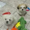 Billy e Flor - Lhasa Apso