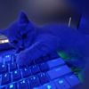 j4yymeow