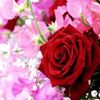 md.maruf.hossain590