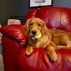 finley.the.golden4