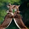 deer natural video