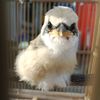 manuk3141