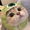 sunn_cattimut