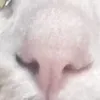 eshlande