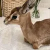 njlah.nj7