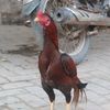 ashrafkhan8561