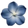 lily.aj57