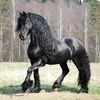 velid.blazevic