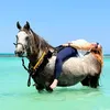 happy_hooves_hurghada