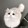 souaibkhan237