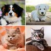 Petflix Diaries