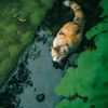 nikolailovescats002