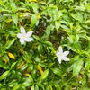 jasmine270575