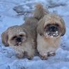 littletexaspups