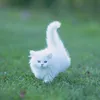 jingmeow15