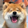 funnypet252