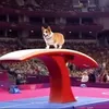 animalsdoolympics