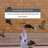 alfinawlwl