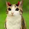 evilmeowl23