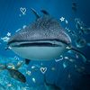 itsthewhale