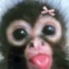 bb.brissa3