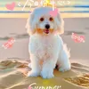 Gấu iu 🐶