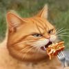 LASAGNA CAT