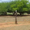 chinjo79