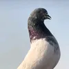 1q6ua