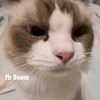 daily.boomcat