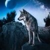 kamel.kamel638