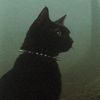 catsaresoawesomeandcool