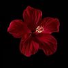 callme_mar2