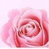 pink.flower818